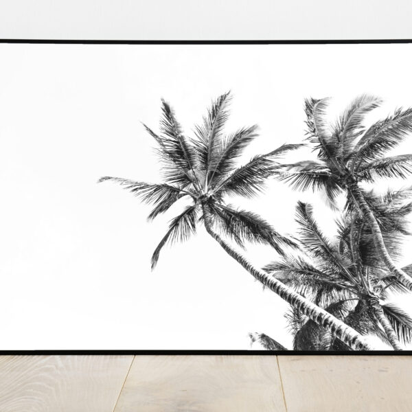 No Image Rand-Palmid rannal