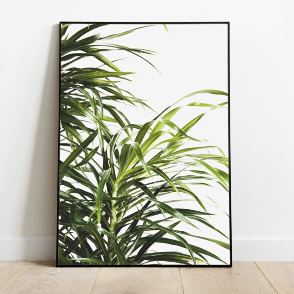 No Image Palmi lehed