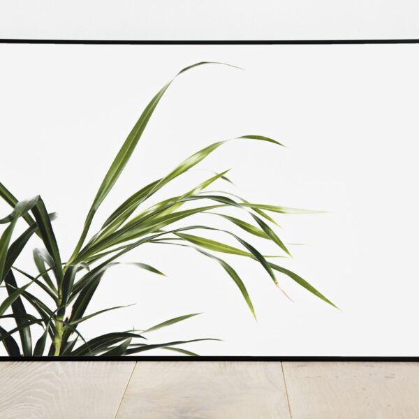 No Image Dypsis-palmi lehed