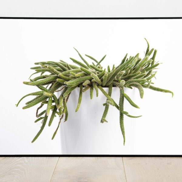 No Image Helmekaktus