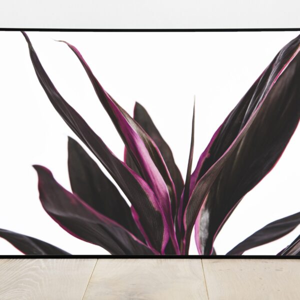 No Image “Red Sister”