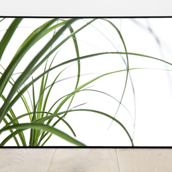 No Image Pudelipuu lehed