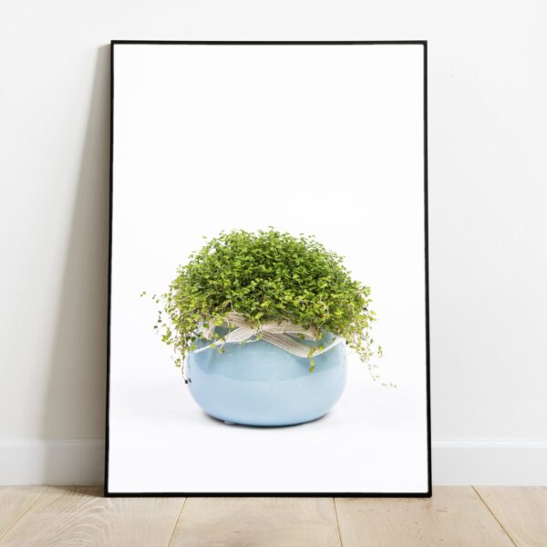 No Image lilled sinises potis