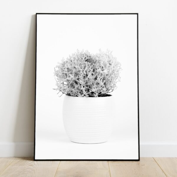 No Image Padipõõsas