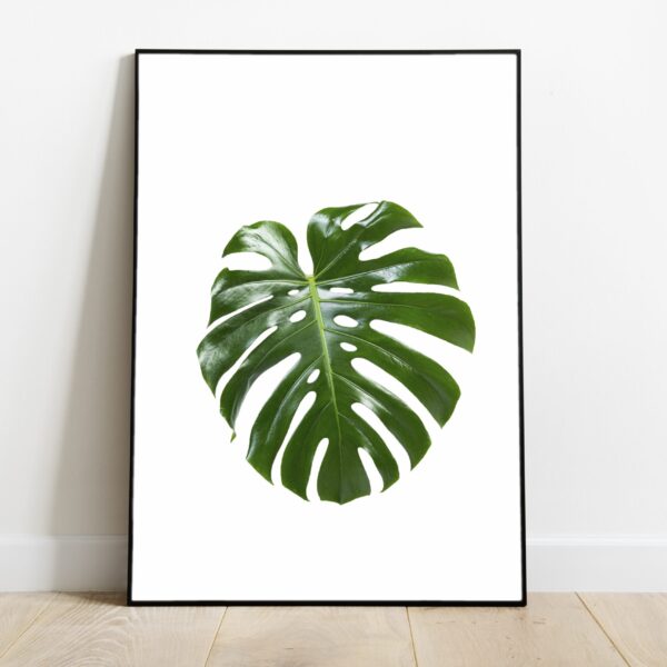 No Image Monstera leht