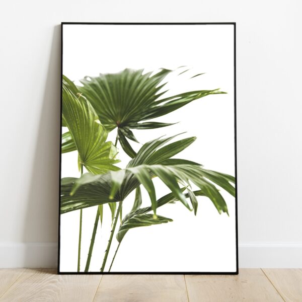 No Image Washingtonia Palm