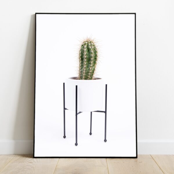 No Image Kaktus valges lillepotis