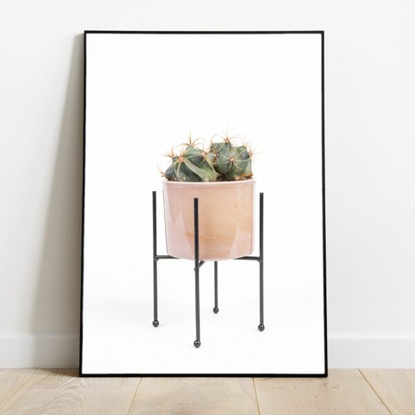 No Image Kaktus roosas lillepotis