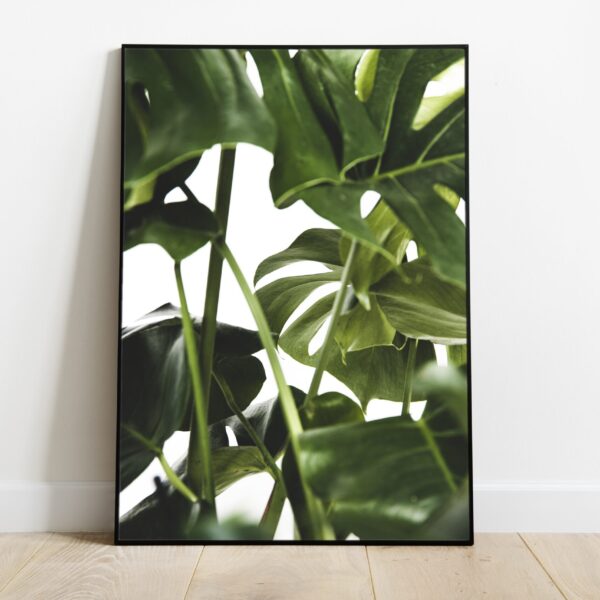 No Image Monstera taim