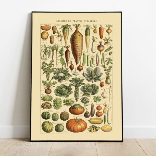 No Image Adolphe Millot – Juurviljad