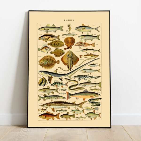 No Image Adolphe Millot poster Kalad