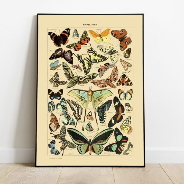 No Image Adolphe Millot- Liblikad