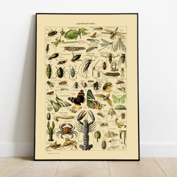 No Image Adolphe Millot- Putukad