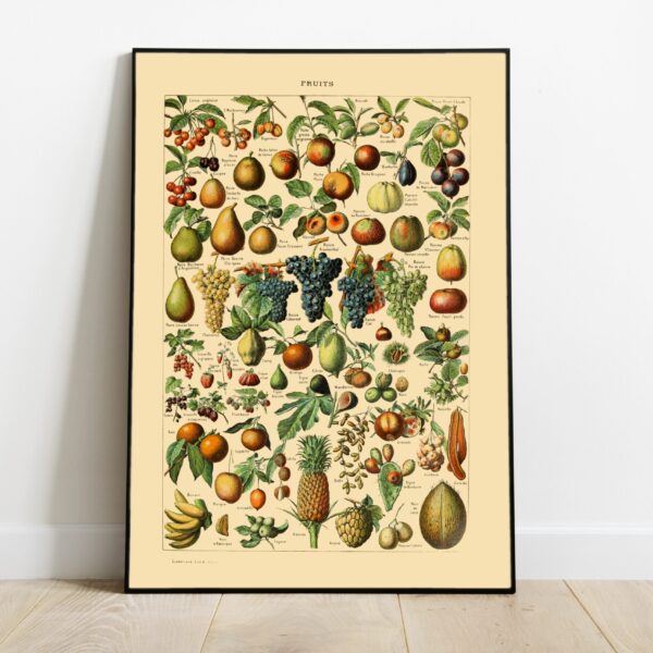 No Image Adolphe Millot- Puuviljad