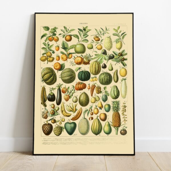 No Image Adolphe Millot- Puuviljad 2