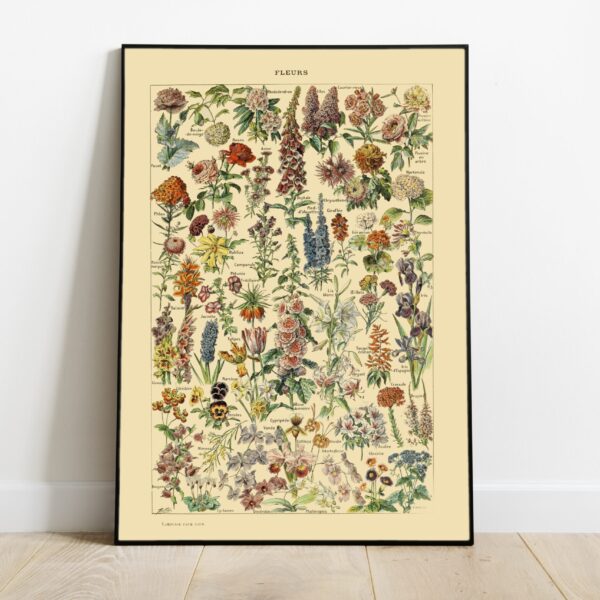 No Image Adolphe Millot- Lilled