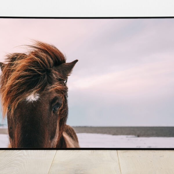 No Image Hobune roosal taustal