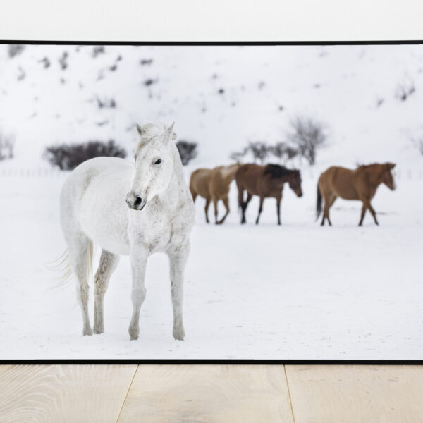 No Image Hobused lumes