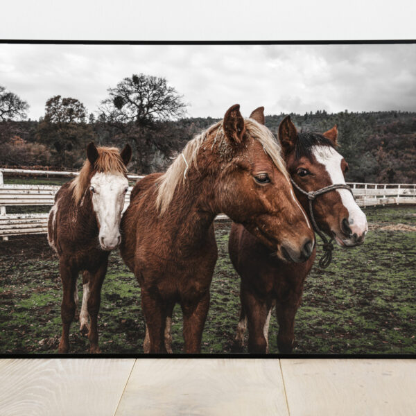 No Image Hobune farmis