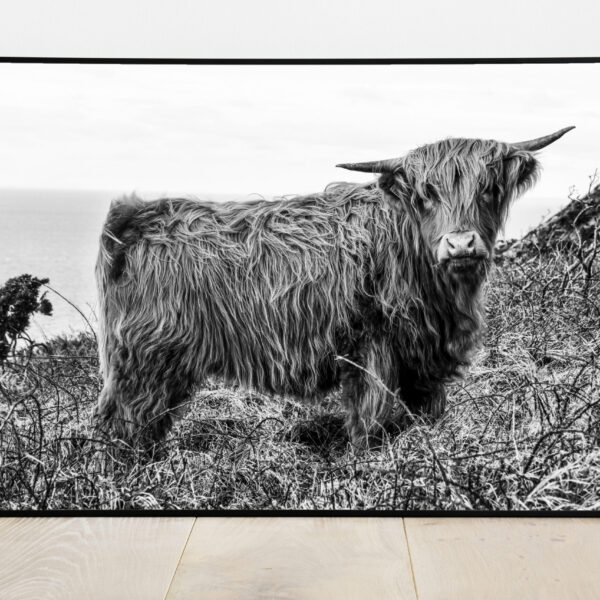 No Image Farm-Šoti mägiveis