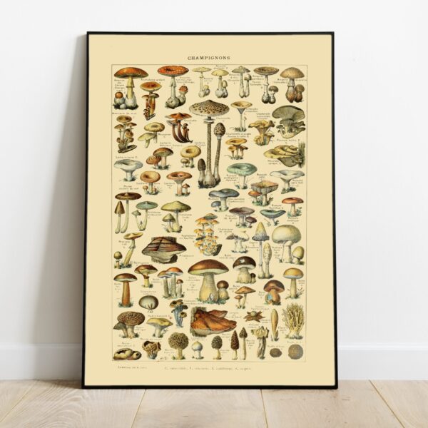 No Image Adolphe Millot-Seened